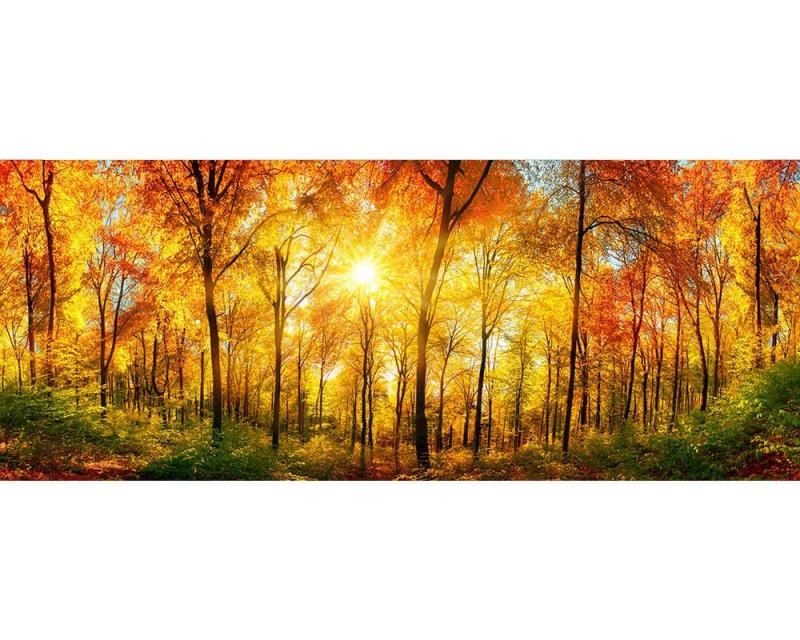 Panoramatická Fototapeta na zeď Slunečný les | MP-2-0067 | 375x150 cm - Fototapety