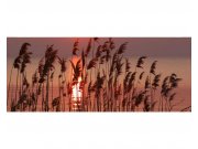 Panoramatická Fototapeta na zeď Rákos na jezeře | MP-2-0089 | 375x150 cm