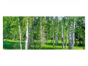 Panoramatická Fototapeta na zeď Březový háj | MP-2-0100 | 375x150 cm Fototapety
