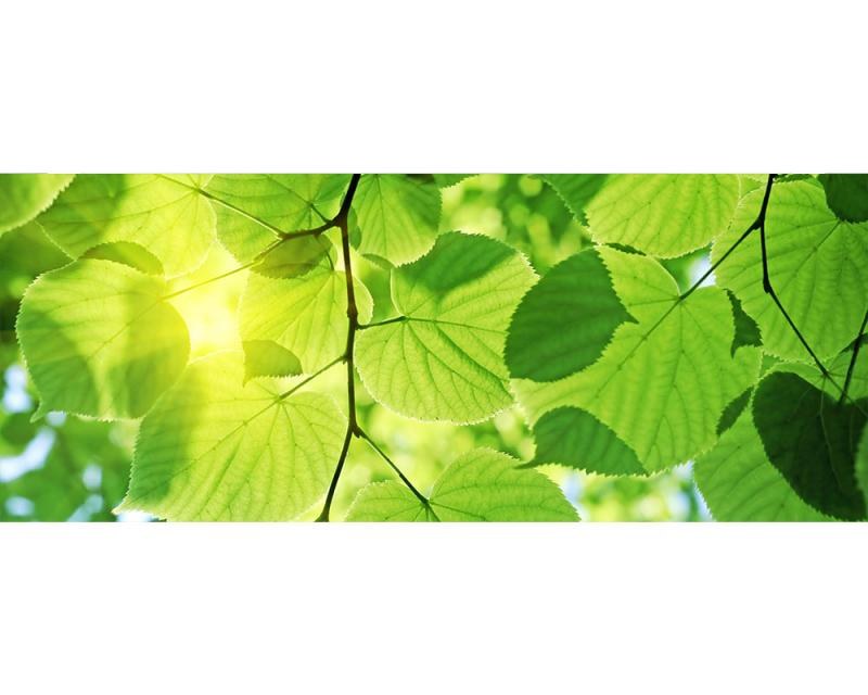 Panoramatická Fototapeta na zeď Zelené listy | MP-2-0107 | 375x150 cm - Fototapety
