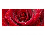 Panoramatická Fototapeta na zeď Červená růže | MP-2-0138 | 375x150 cm Fototapety