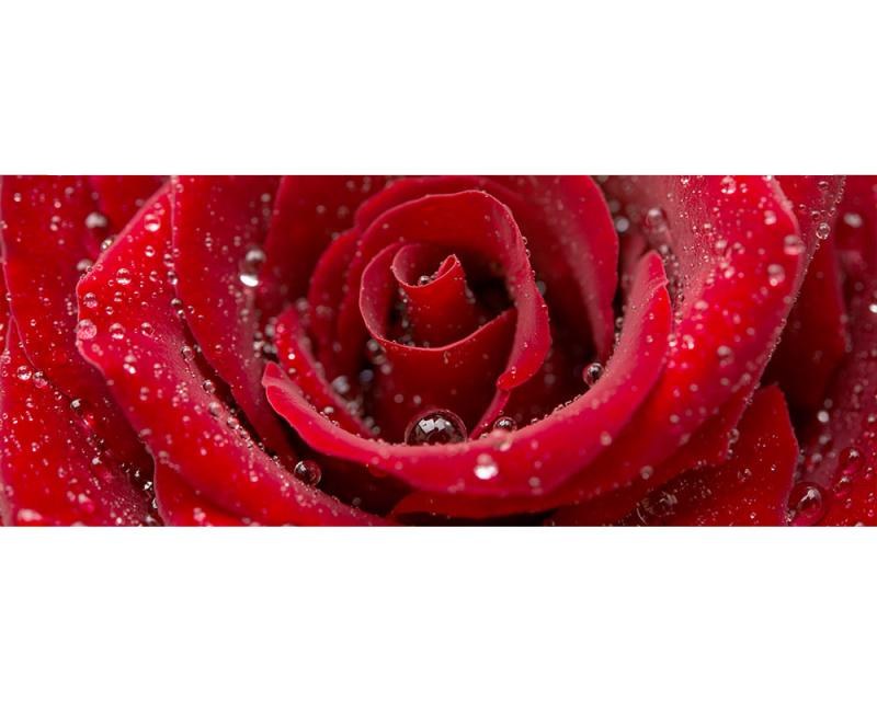 Panoramatická Fototapeta na zeď Červená růže | MP-2-0138 | 375x150 cm