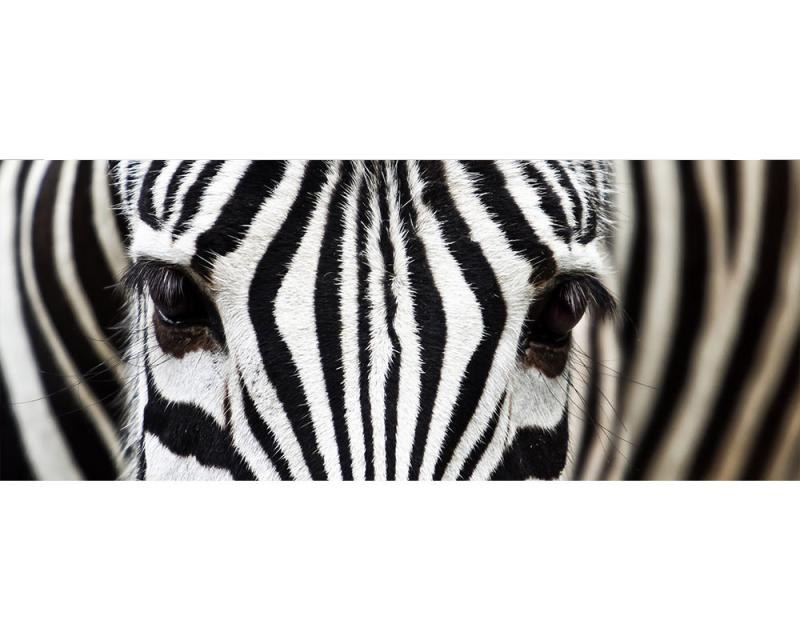 Panoramatická Fototapeta na zeď Zebra | MP-2-0234 | 375x150 cm - Fototapety