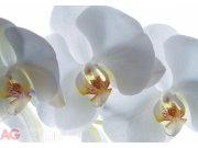 Fototapeta AG Bílá Orchidej FTNXXL-0466 | 360x270 cm Fototapety