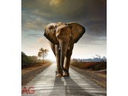 Fototapeta AG Slon FTNXL-2514 | 180x202 cm Fototapety