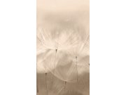 Fototapeta | pampelišky | 203801 | Lepidlo zdarma