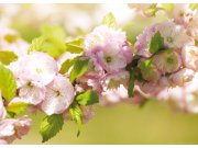 Fototapeta AG Plum FTM-0487 | 160x115 cm Fototapety
