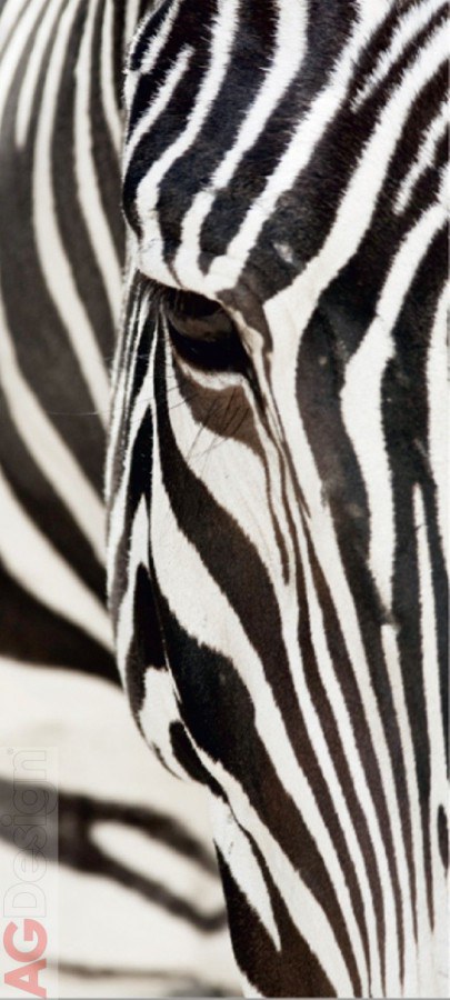 Fototapeta Zebra FTNV-2853 | 90x202 cm
