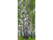 Fototapeta Břízy FTNV-2896 | 90x202 cm Fototapety