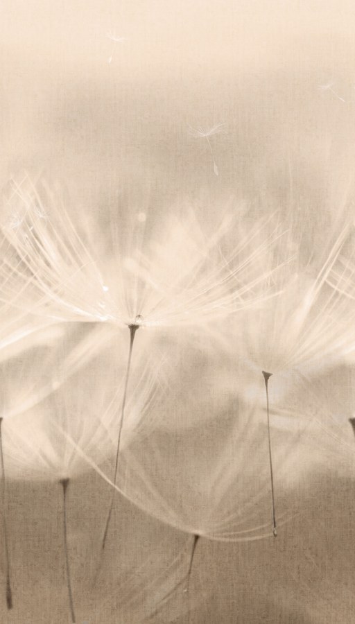 Tapety Yara - Fototapeta na zeď Fototapeta na zeď - Tapety Yara