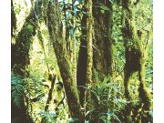 Tapety Yara - Fototapeta - Prales 364156 Fototapeta - Prales 364156