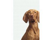 Tapety Yara - Fototapeta na zeď- Pes 364125 Fototapeta na zeď- Pes 364125