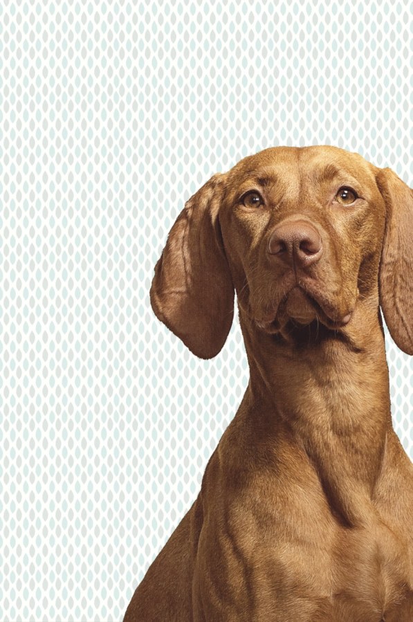 Fototapeta na zeď- Pes 364125 Fototapeta na zeď- Pes 364125