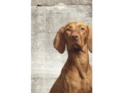 Tapety Yara - Fototapeta na zeď- Pes 364124 Fototapeta na zeď- Pes 364124