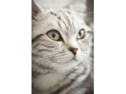 Tapety Yara - Fototapeta - Kočka 364123 Fototapeta - Kočka 364123