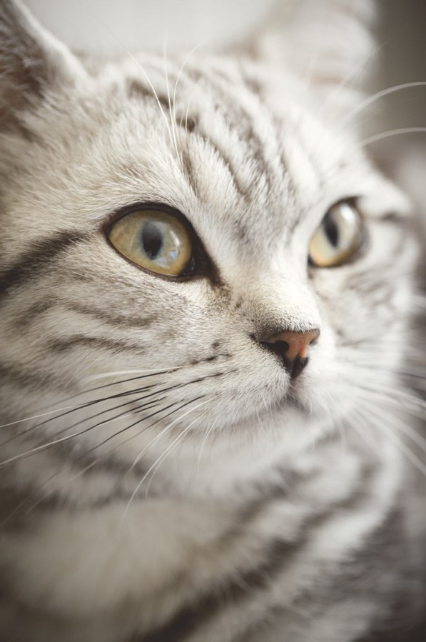 Fototapeta - Kočka 364123 - Tapety Yara