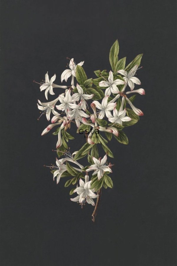 Tapety Yara - Obrazová tapeta na zeď Obrazová tapeta na zeď - Tapety Yara