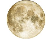 Tapety Yara - Předklížená tapeta na zeď Předklížená tapeta na zeď