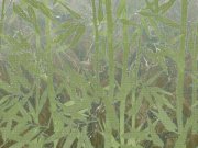 Tapety Yara - Fototapeta na zed Bambus Z90072 Fototapeta na zed Bambus Z90072