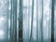 Tapety Yara - Obrazová tapeta Les 309144 Obrazová tapeta Les 309144