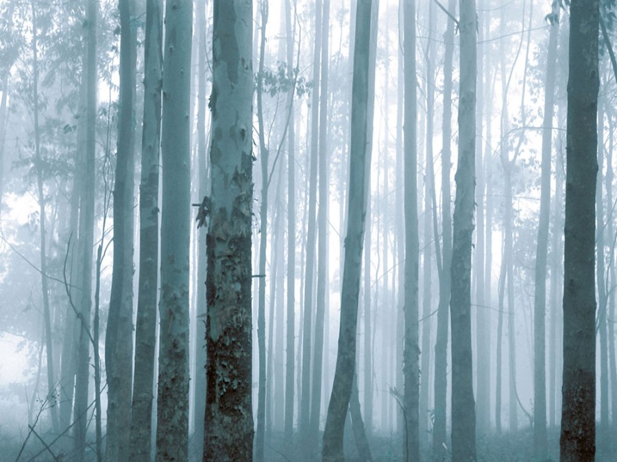 Obrazová tapeta Les 309144 Obrazová tapeta Les 309144