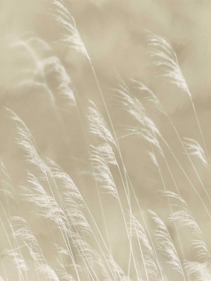 Tapety Yara - Obrazová tapeta Tráva Obrazová tapeta Tráva - Tapety Yara