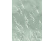 Obrazová tapeta Tráva