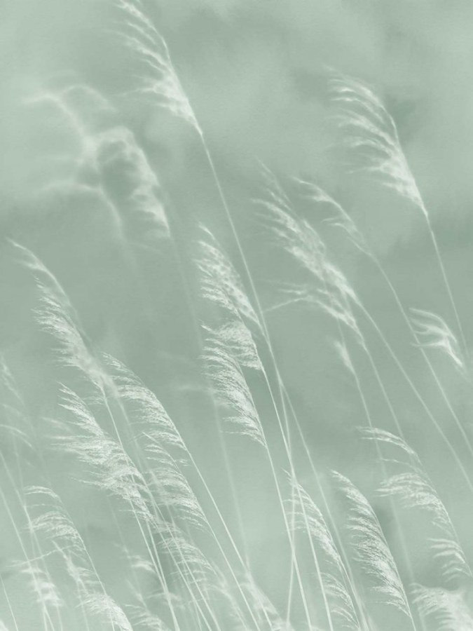 Obrazová tapeta Tráva - Tapety Yara