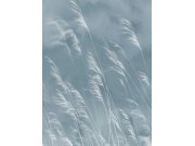 Tapety Yara - Obrazová tapeta Tráva Obrazová tapeta Tráva