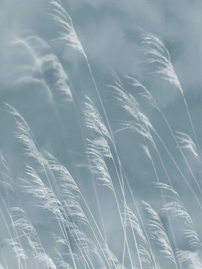 Obrazová tapeta Tráva - Tapety Yara