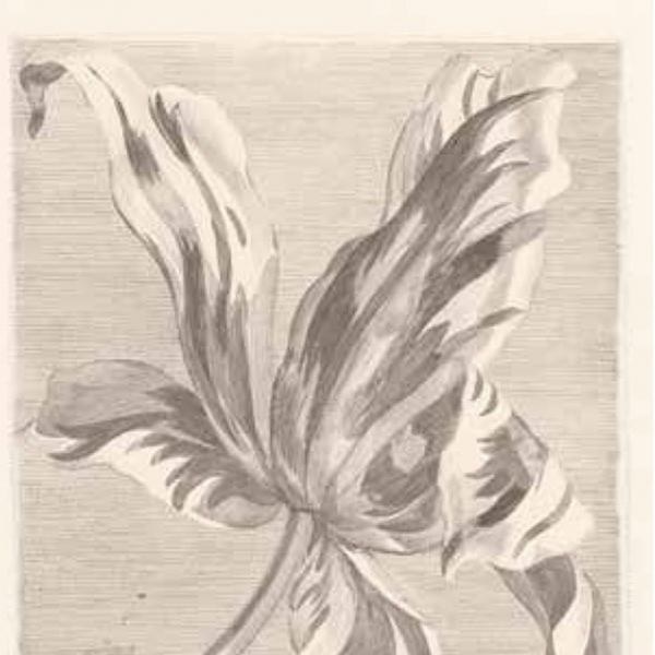 Tapety Yara - Obrazová tapeta 358117 Obrazová tapeta 358117 - Tapety Yara