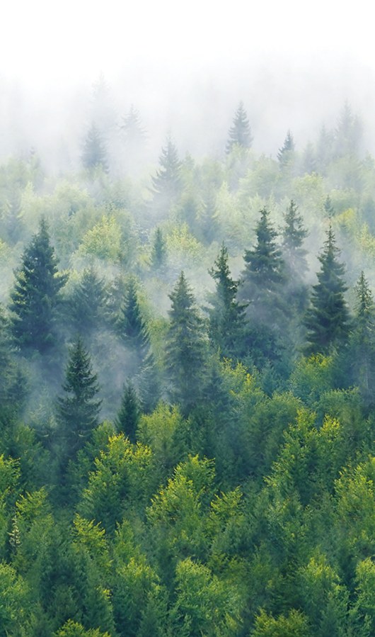 Fototapeta na zeď - Tapety Yara