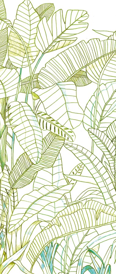 Zelená Fototapeta na zeď Zelená Fototapeta na zeď